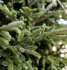 Noble Fir has thick, soft, blue-green, upward turned needles. Known for its beauty, the noble fir has a long keep ability, and its stiff branches make it a good tree for heavy ornaments.