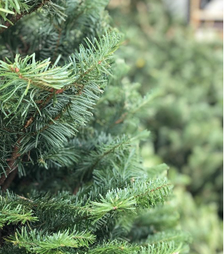 Douglas fir have soft needles are a bright green color and are approximately 1-1.5 in. in length. The Douglass Fir needles radiate in all directions from the branch. When crushed.
