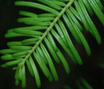 Grand Fir have soft needles are dark green-blue green in color and are approximately 1-1.5 in. in length. Needles radiate from side to side. When crushed, these needles have a sweet citrus fragrance.