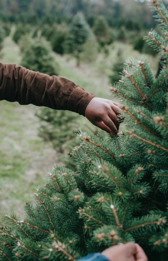 Noble Fir is deep green in color with a silver underside, has soft foliage and are known for their symmetry. They have excellent needle retention.