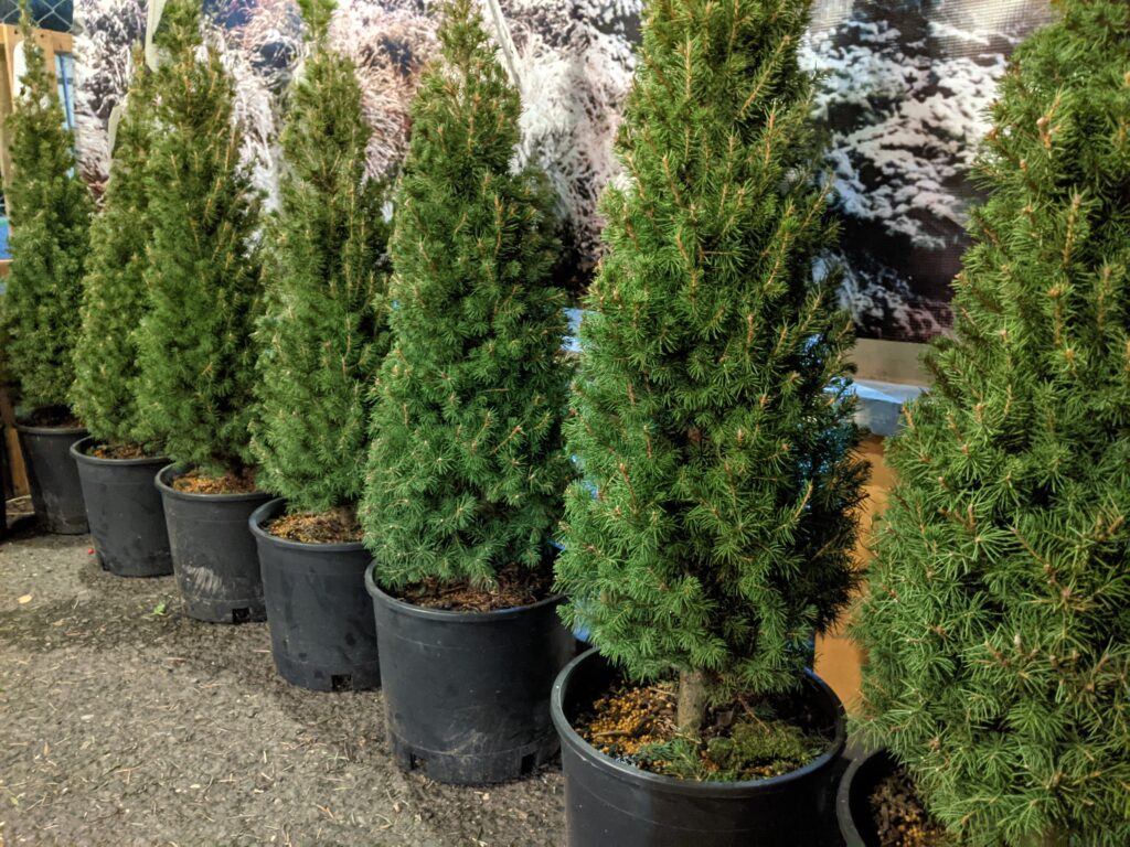 Potted Trees